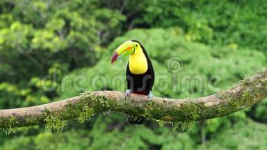 美洲角嘴鸟-ramphastos硫嘴鸟，又称硫胸巨嘴鸟或彩虹嘴巨嘴鸟，拉丁美洲成员